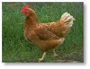 Poultry_2.jpg