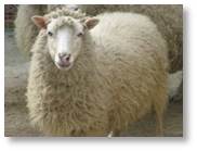 Sheep_2.jpg